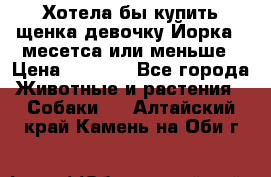 Хотела бы купить щенка девочку Йорка 2 месетса или меньше › Цена ­ 5 000 - Все города Животные и растения » Собаки   . Алтайский край,Камень-на-Оби г.